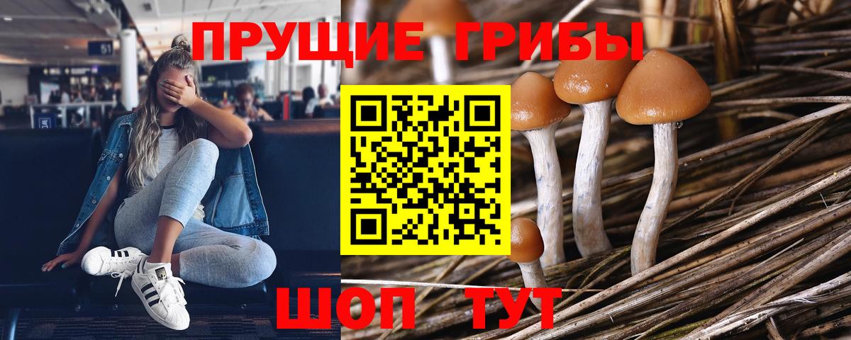Псилоцибиновые грибы Psilocybine cubensis Качканар